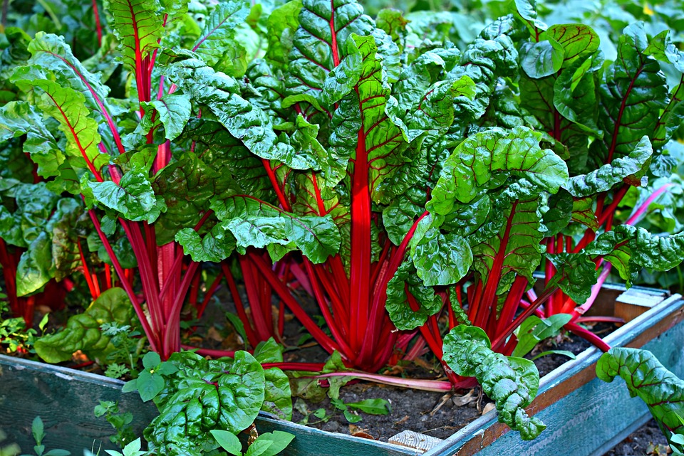 pépinière et potager