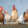 Guide pour choisir la meilleure volière pour vos poules